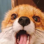 ChillFoxPL Officialna Grupa/official group