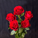 Rose's are red :>