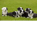 Guards Of Papis