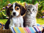 Cats and Dogs Lovers