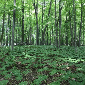 sopravvivi alle creature nel bosco (LEGGI DETTAGLI)