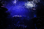 The deep Ocean . . .