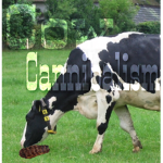 Cannibal Cow