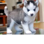 Husky's fam