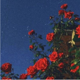 🌹