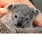 _Koala_group_