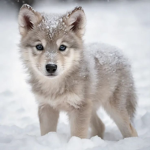World wolf pack