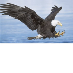 The eagle fans