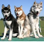 Lunala's Husky Group