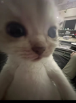 the EVIL cat’s