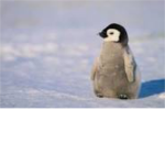Penguin's Friend