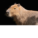 Capybara Sword fight
