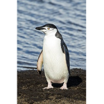 pengy frost fan club