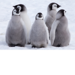 Don't kill Penguins!