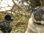 Scary pug