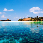 Clear Palm Trees