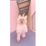 Cutiepanpan