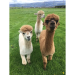 The Three Amigos Roblox