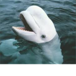 The Beluga