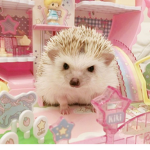 +Hedgehogs+