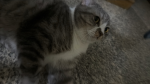 Mikna