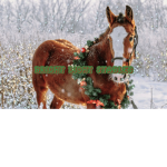 Bright light stables