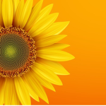 Carolina’s sunflower