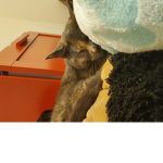 Gracey the cat
