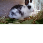 Oreo run bunny