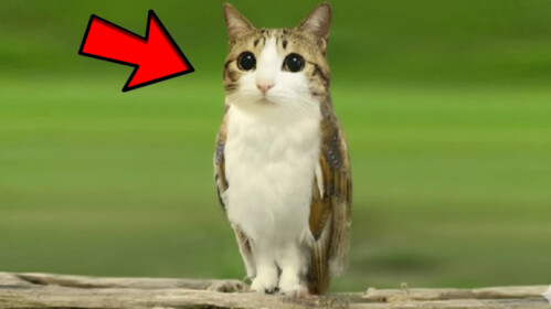 Secret Meowl Line!