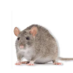 The society of rats