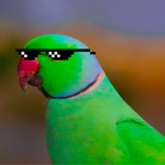 Parakeet Yeet