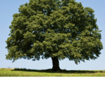 The Oak Trees