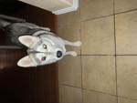 Fisch dog gang