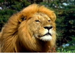 동물의 왕국(KING ANIMAL)