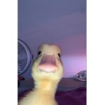 Lilly_Ugly_Bear
