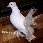 *cloudy pigeons*