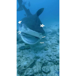 shark