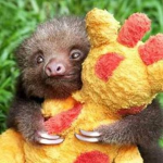 Payton's Sloth Club
