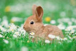 Bunnyville