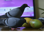 star mango fan club