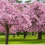 Little Cherry blossoms breeze