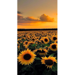 Ellie’s Sunflowersss