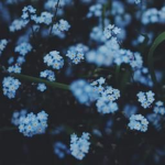 Flower Nation 🌸