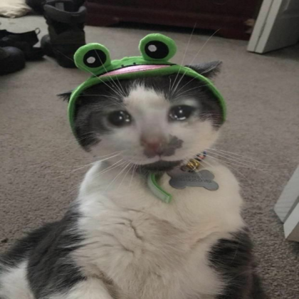 cat cry meme Roblox decal
