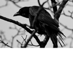 the crow's inkwell