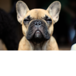FrenchiesForever<3