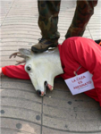 ANTI HUNTING