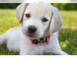 The great puppy group