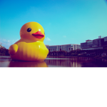 ducks are awsome